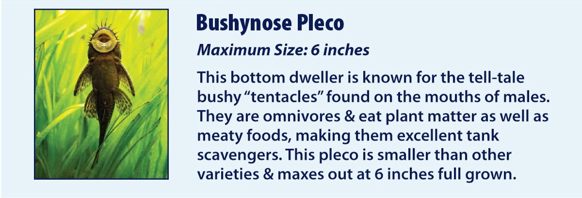 Bushynose Pleco